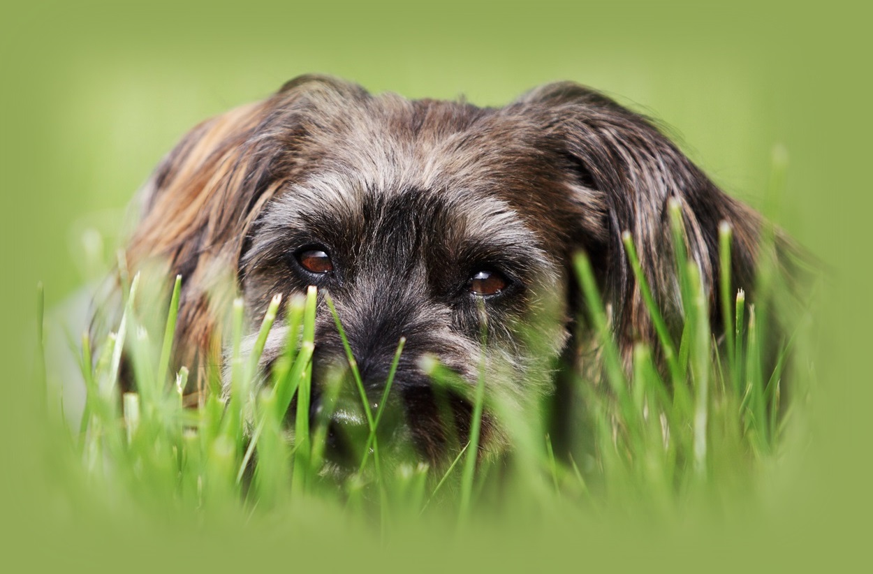 Therapiebegleithund Mucki